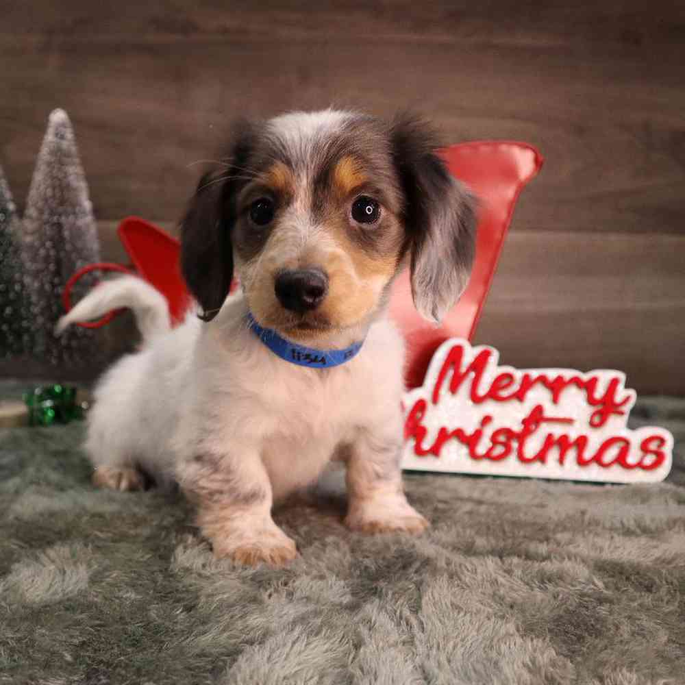 Male Dachshund Puppy for Sale in Blaine, MN