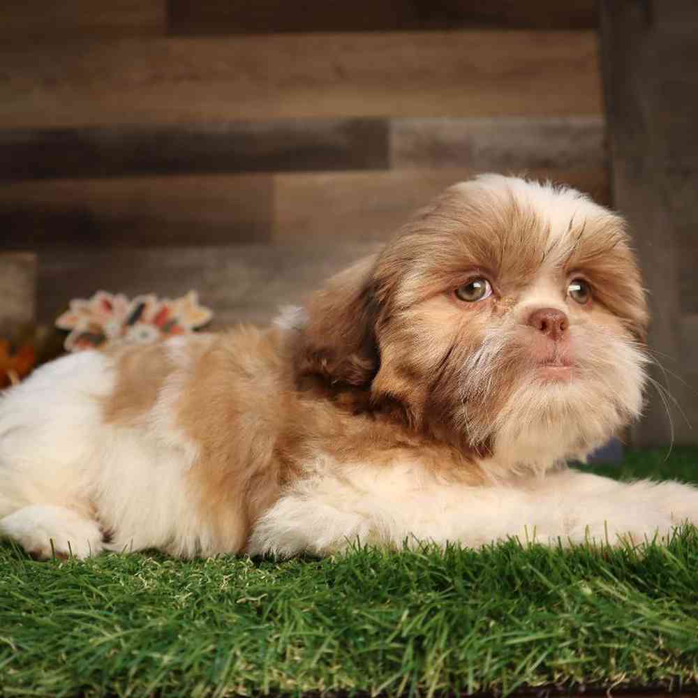 carousel pet images