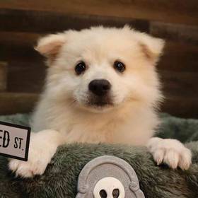 American Eskimo