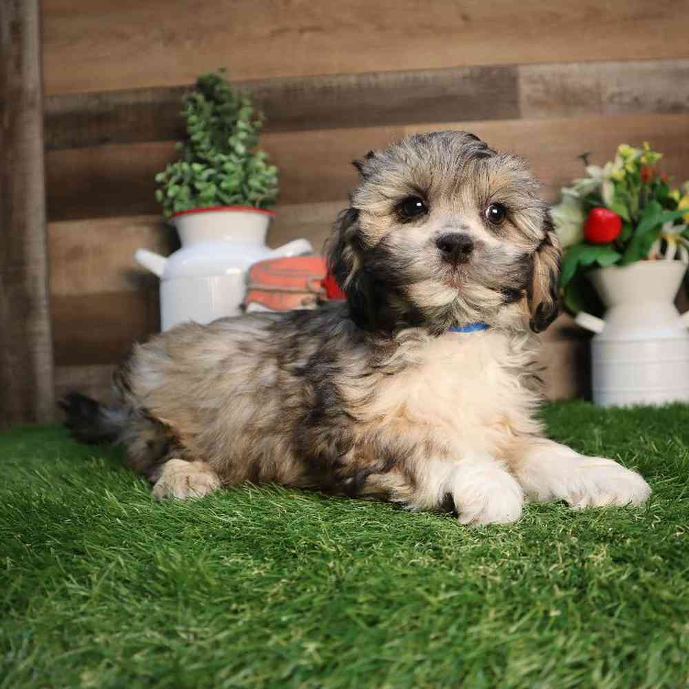 Image of a pet breed in the gallery