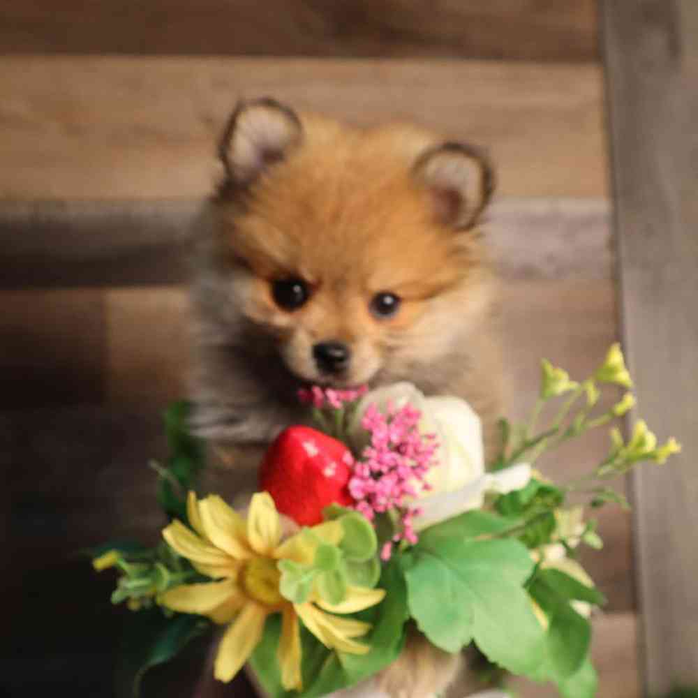Female Pomeranian Puppy for Sale in Blaine, MN
