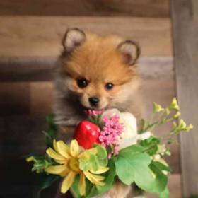 Pomeranian