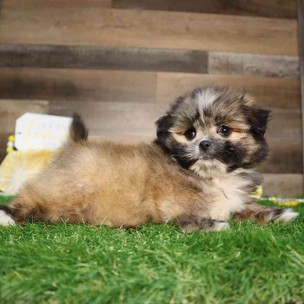 carousel pet images