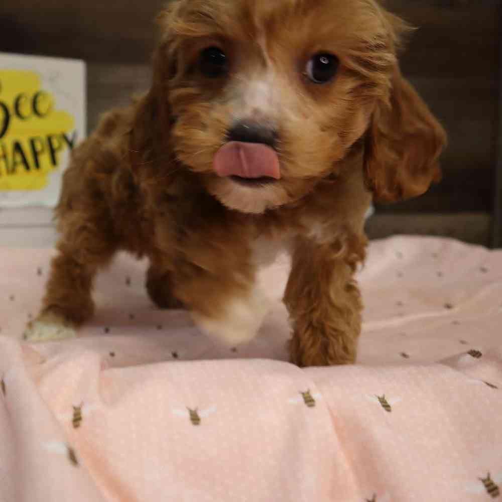 carousel pet images