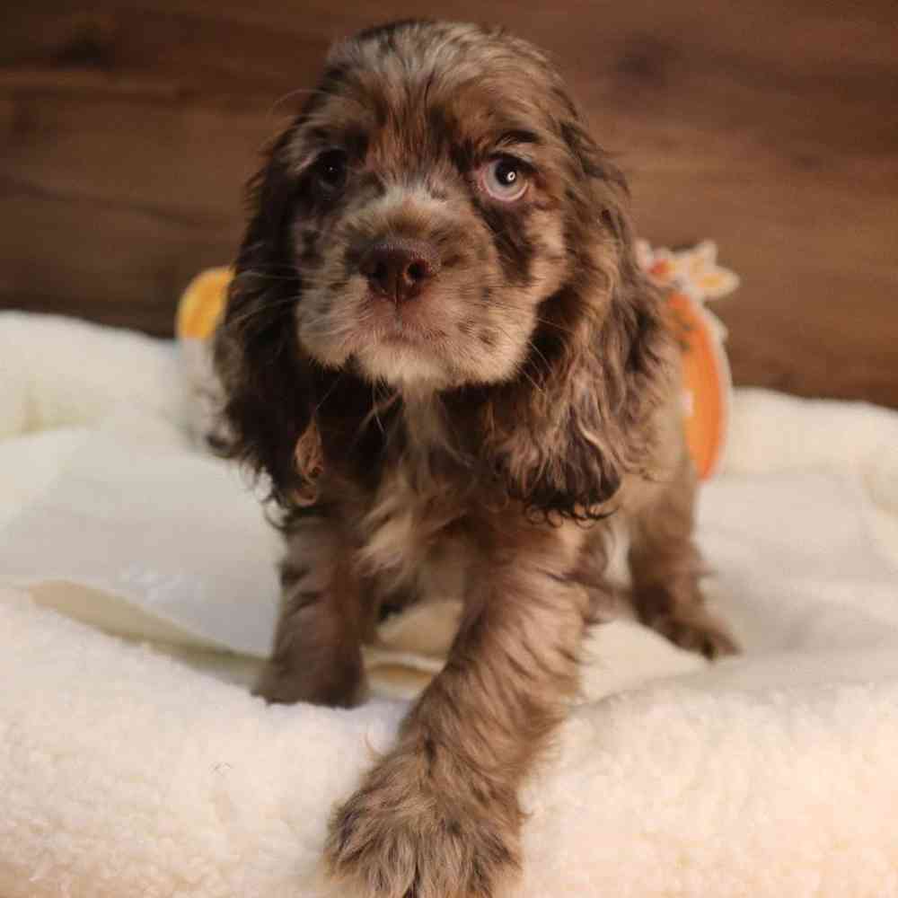 Male Cocker Spaniel Puppy for sale