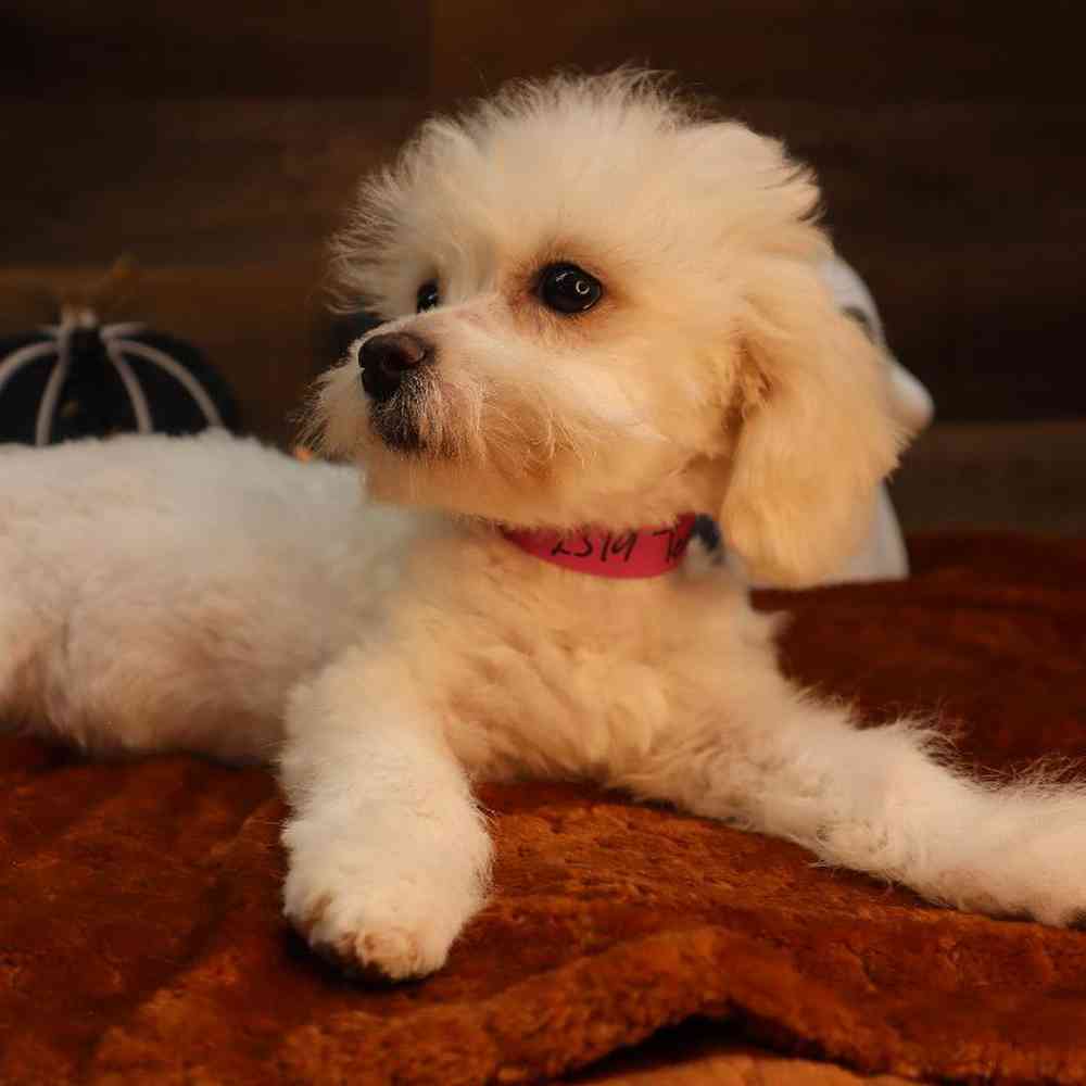carousel pet images