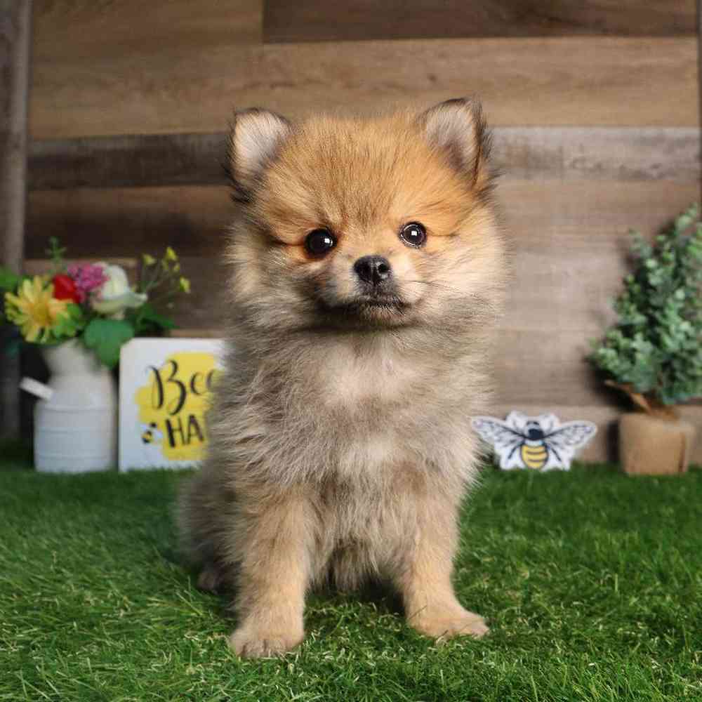 Female Pomeranian Puppy for Sale in Blaine, MN