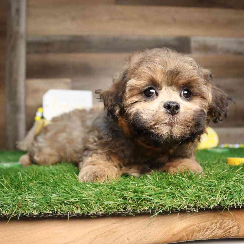 Shipoo Puppy for sale - Four Paws and a Tail