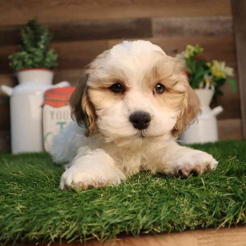 Image of a pet breed in the gallery