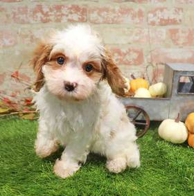 Cavapoo