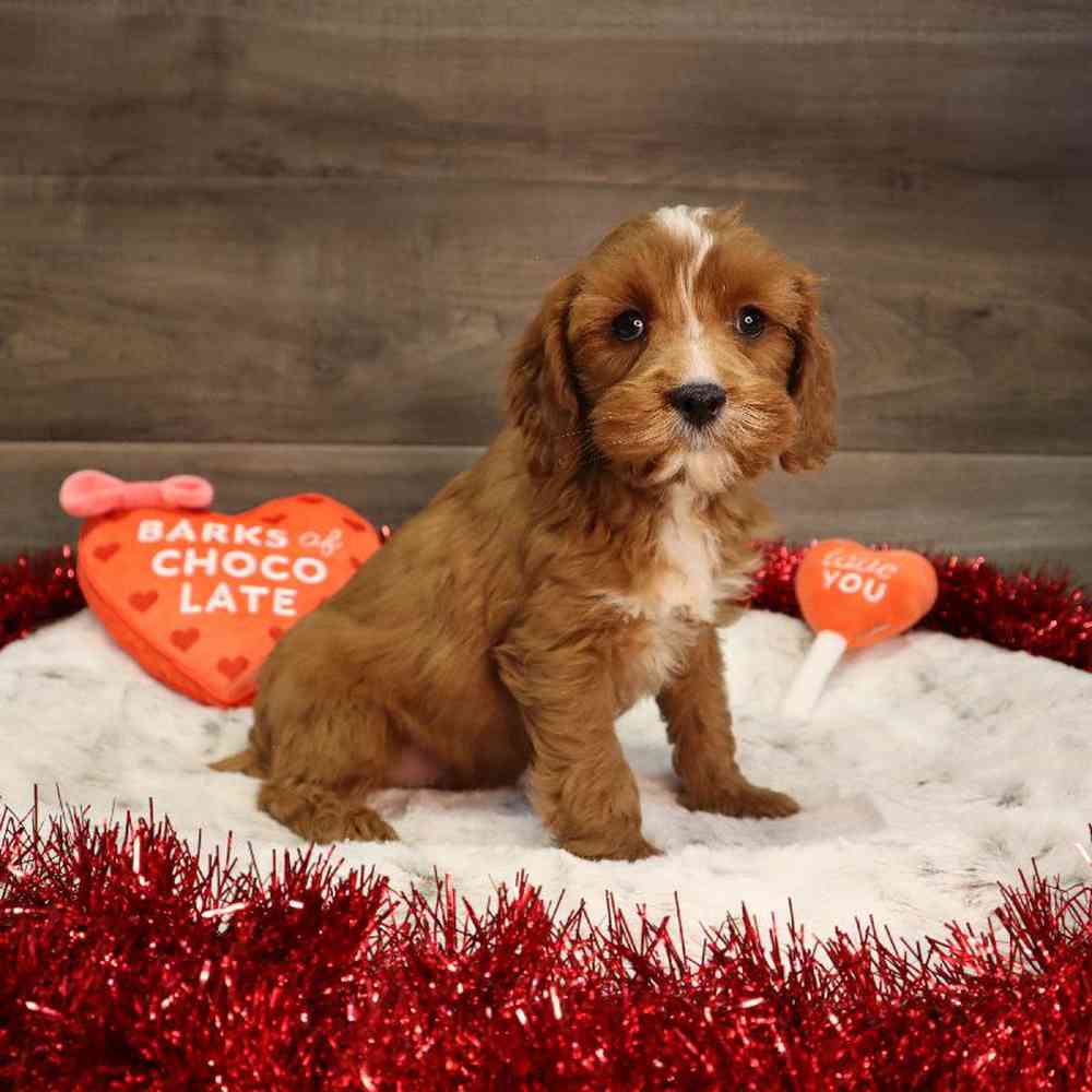 Male Cavapoo Puppy for Sale in Blaine, MN