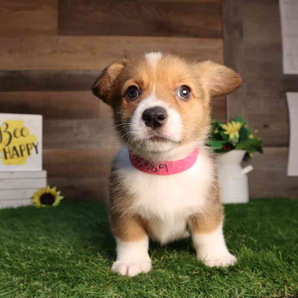 carousel pet images