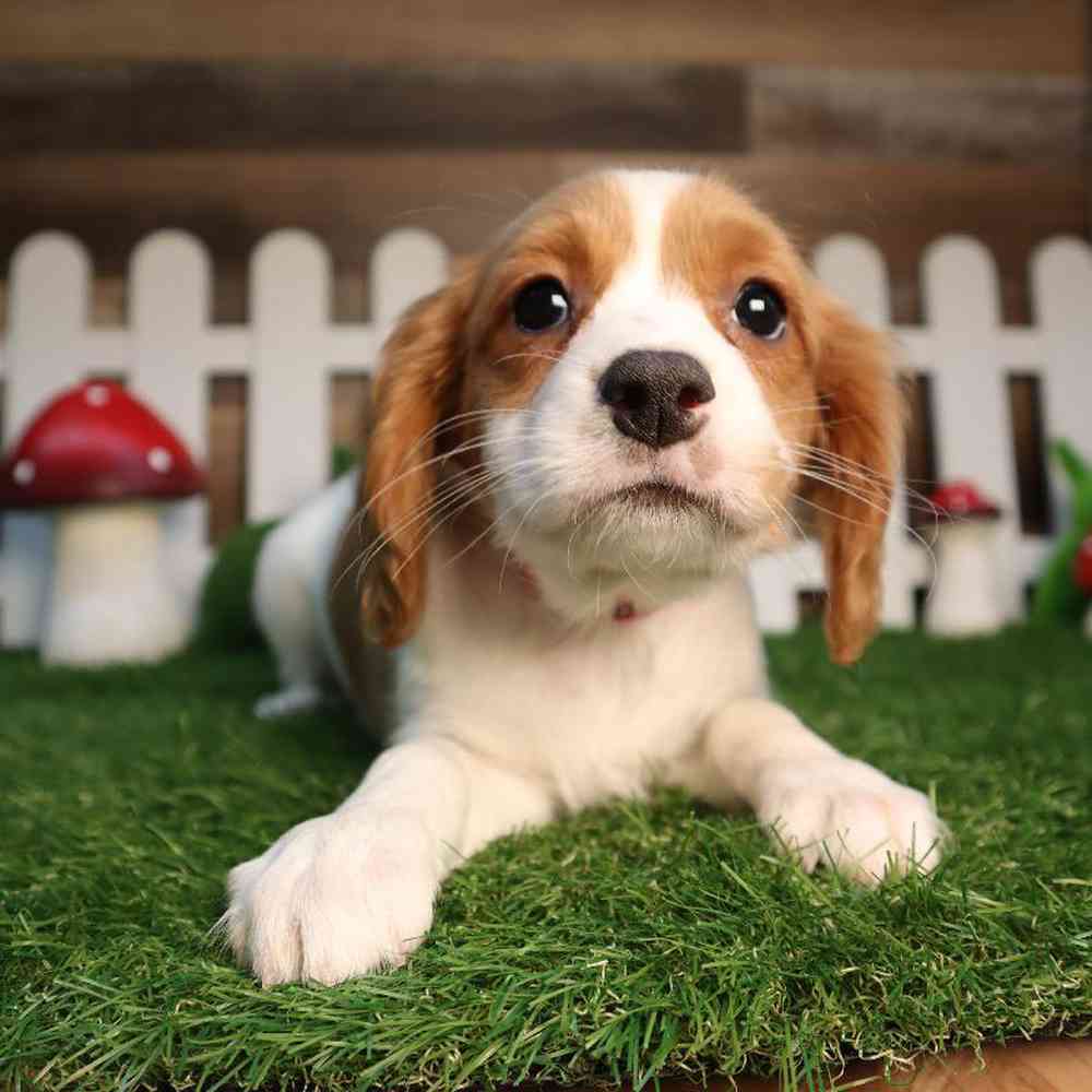 carousel pet images