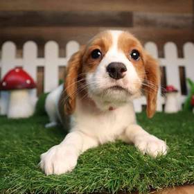 Cavapoo