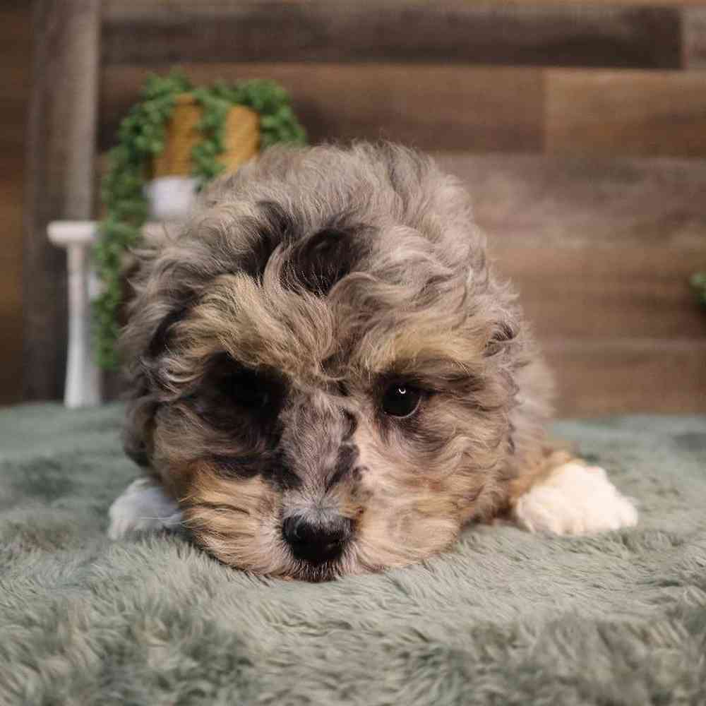 carousel pet images