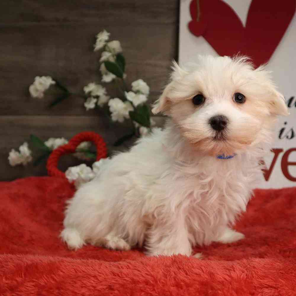 Male Maltese Puppy for Sale in Blaine, MN