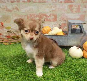 Chihuahua