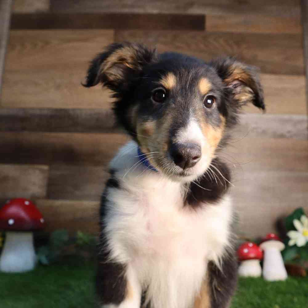 carousel pet images