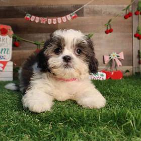 Shih Tzu