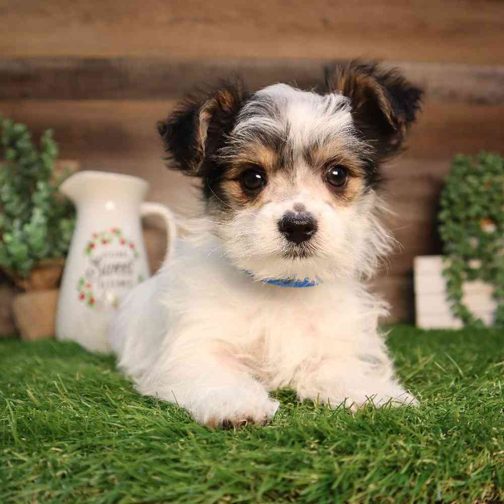 Male Morkie Puppy for Sale in Blaine, MN