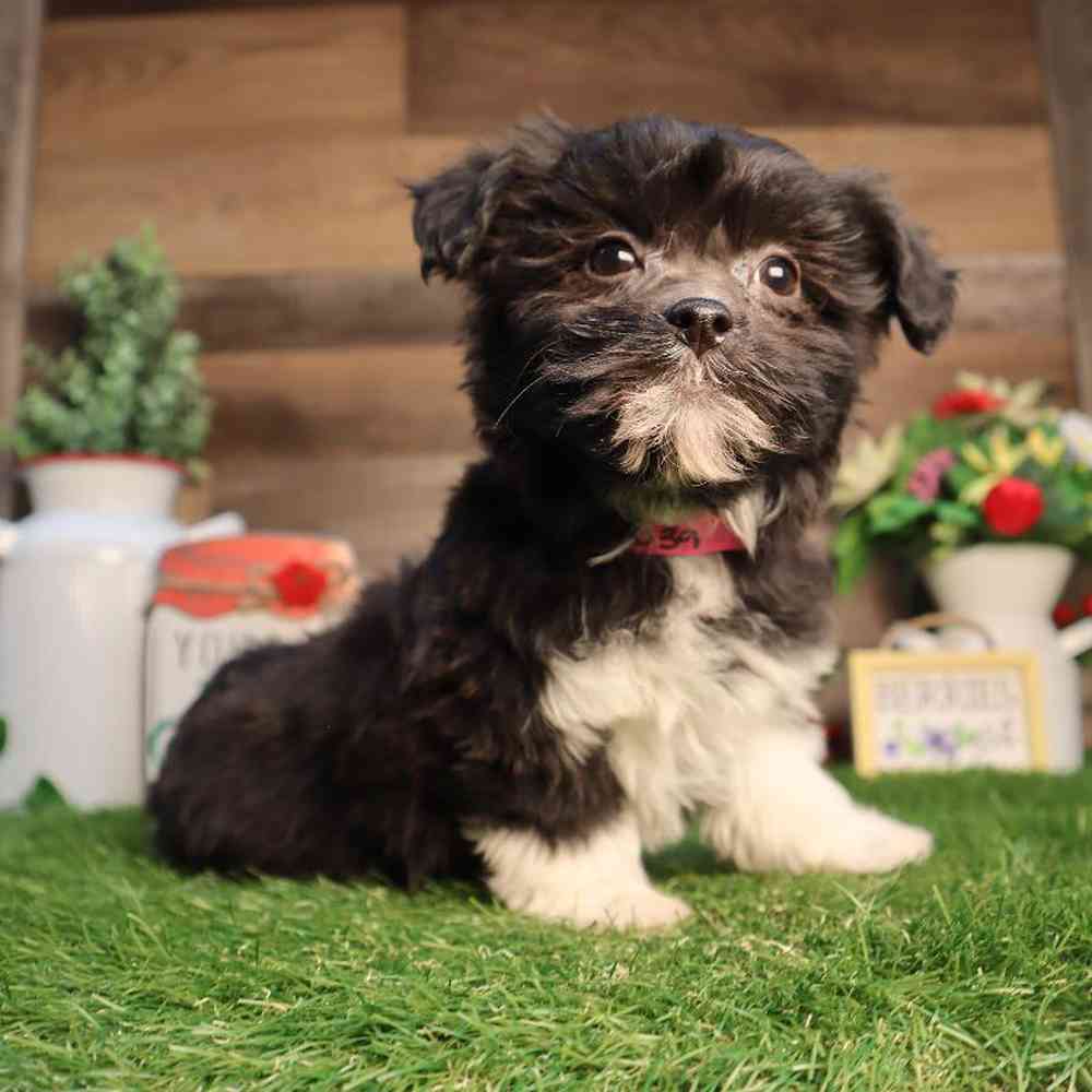 carousel pet images