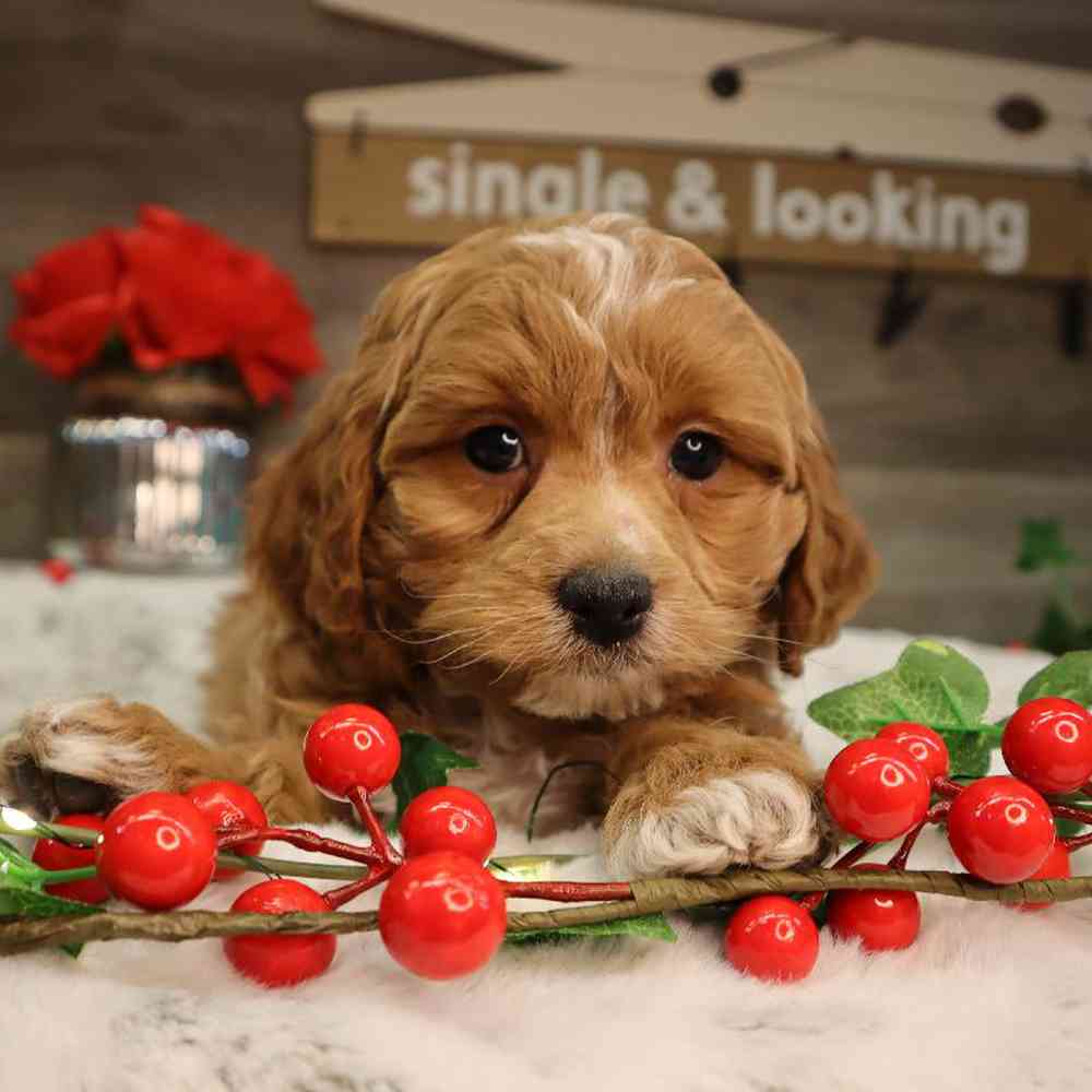 Female Cavapoo Puppy for Sale in Blaine, MN