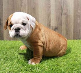 Victorian Bulldog