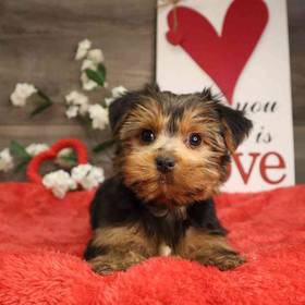 Yorkshire Terrier
