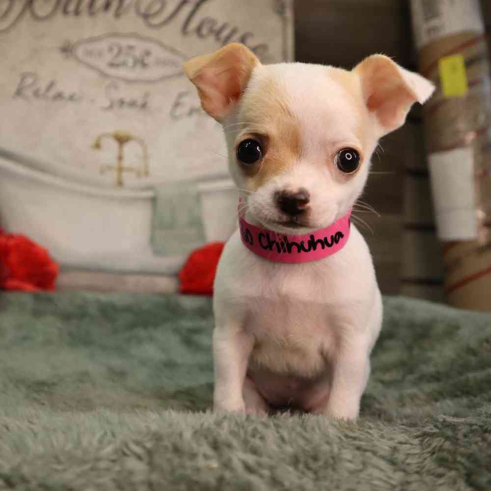 Female Chihuahua Puppy for Sale in Blaine, MN
