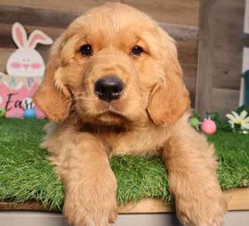 Golden Retriever