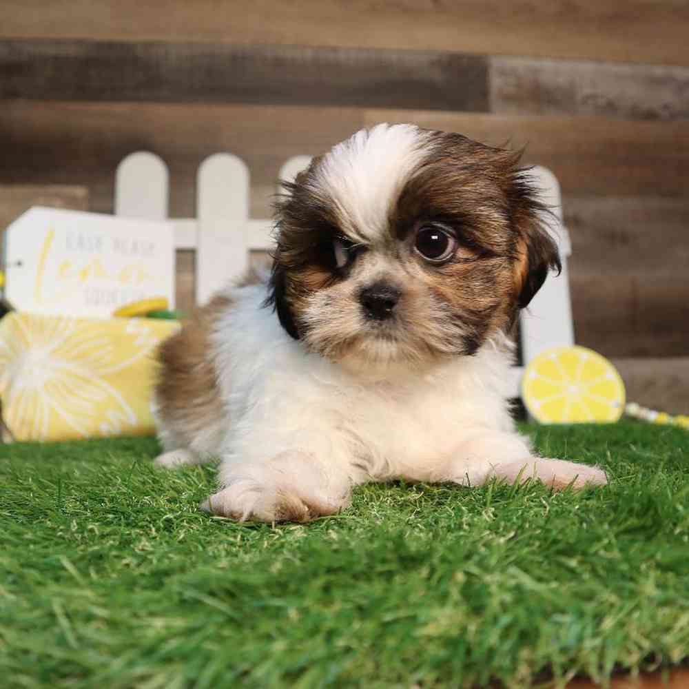 carousel pet images