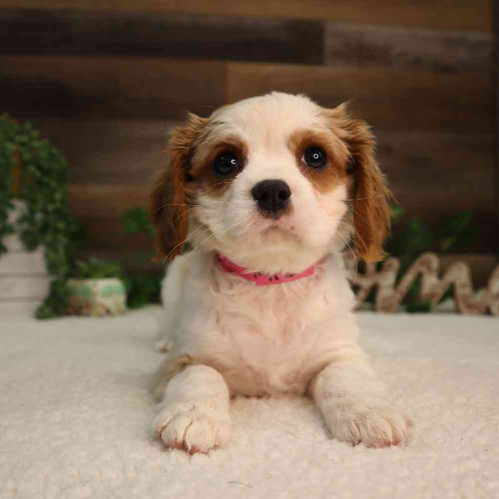 Female Cavalier King Charles Spaniel Puppy for Sale in Blaine, MN