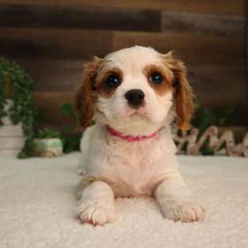 Cavalier King Charles Spaniel