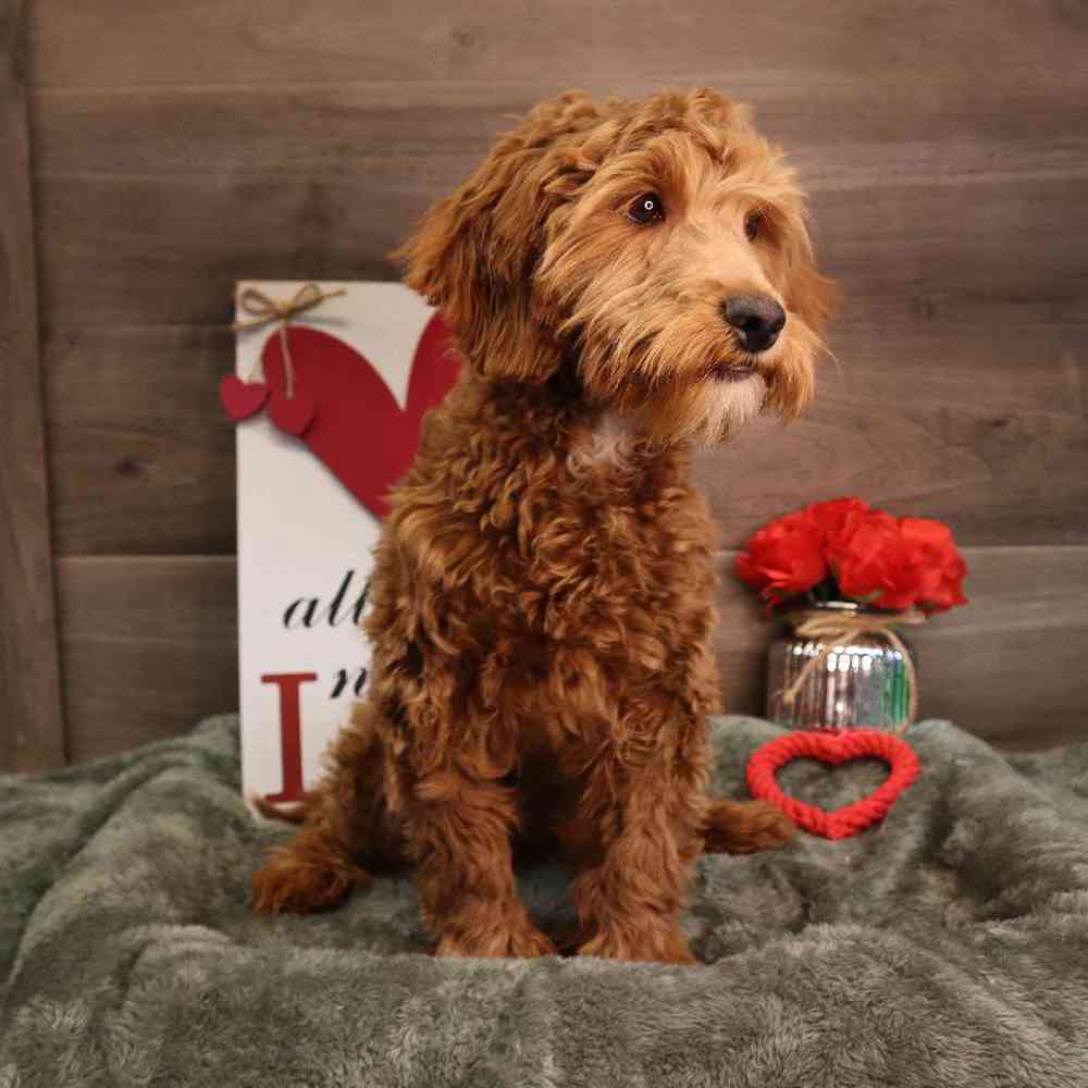 carousel pet images