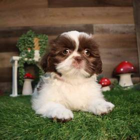Shih Tzu