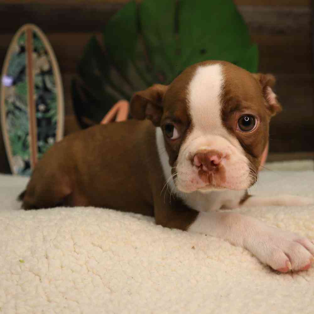 Male Boston Terrier Puppy for Sale in Blaine, MN