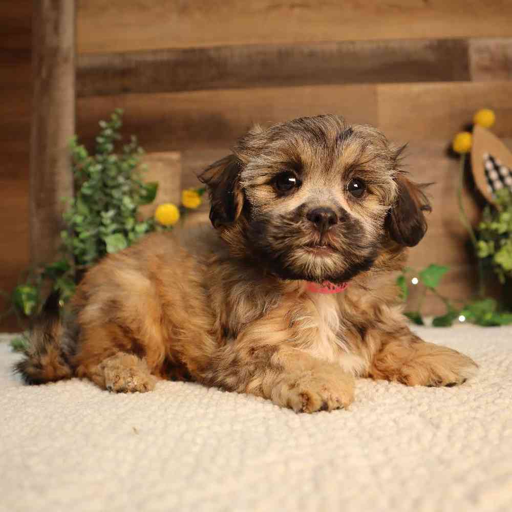 Image of a pet breed in the gallery