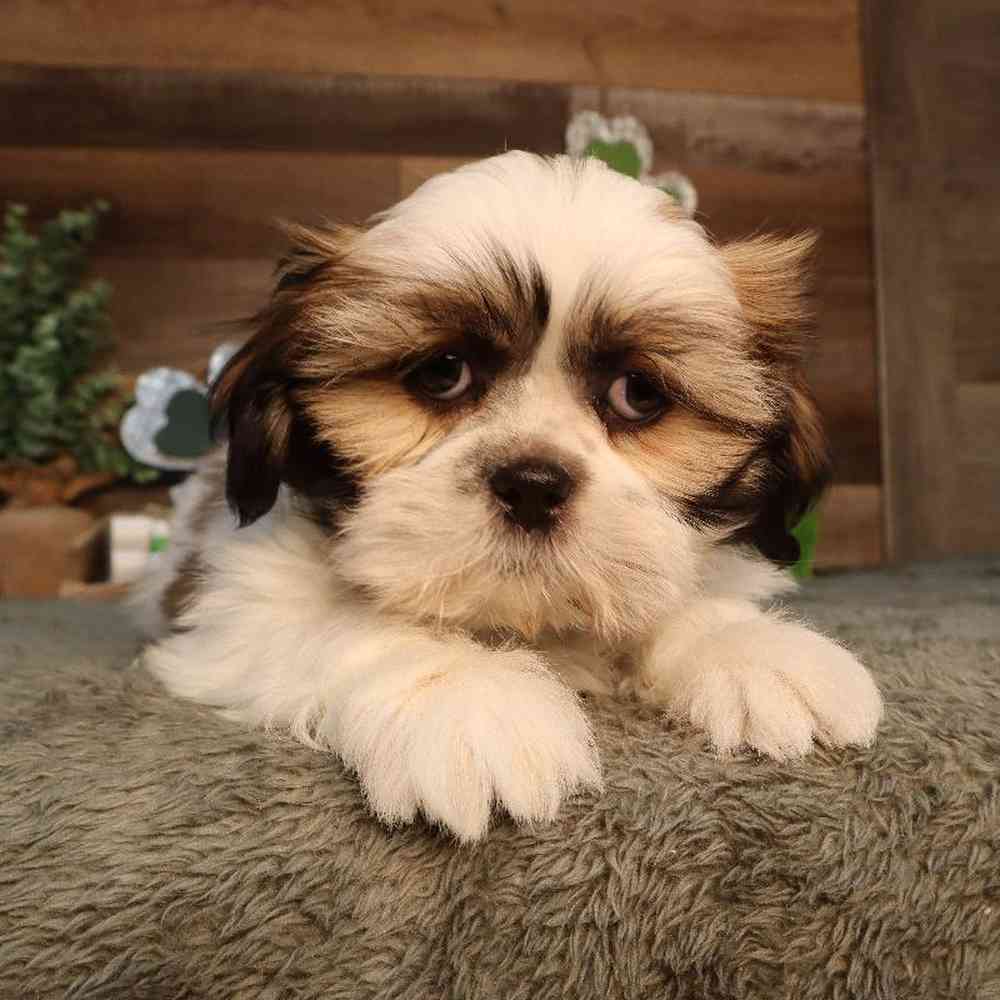 carousel pet images