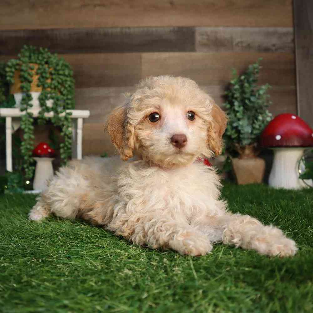 Female Mini Poodle Puppy for Sale in Blaine, MN