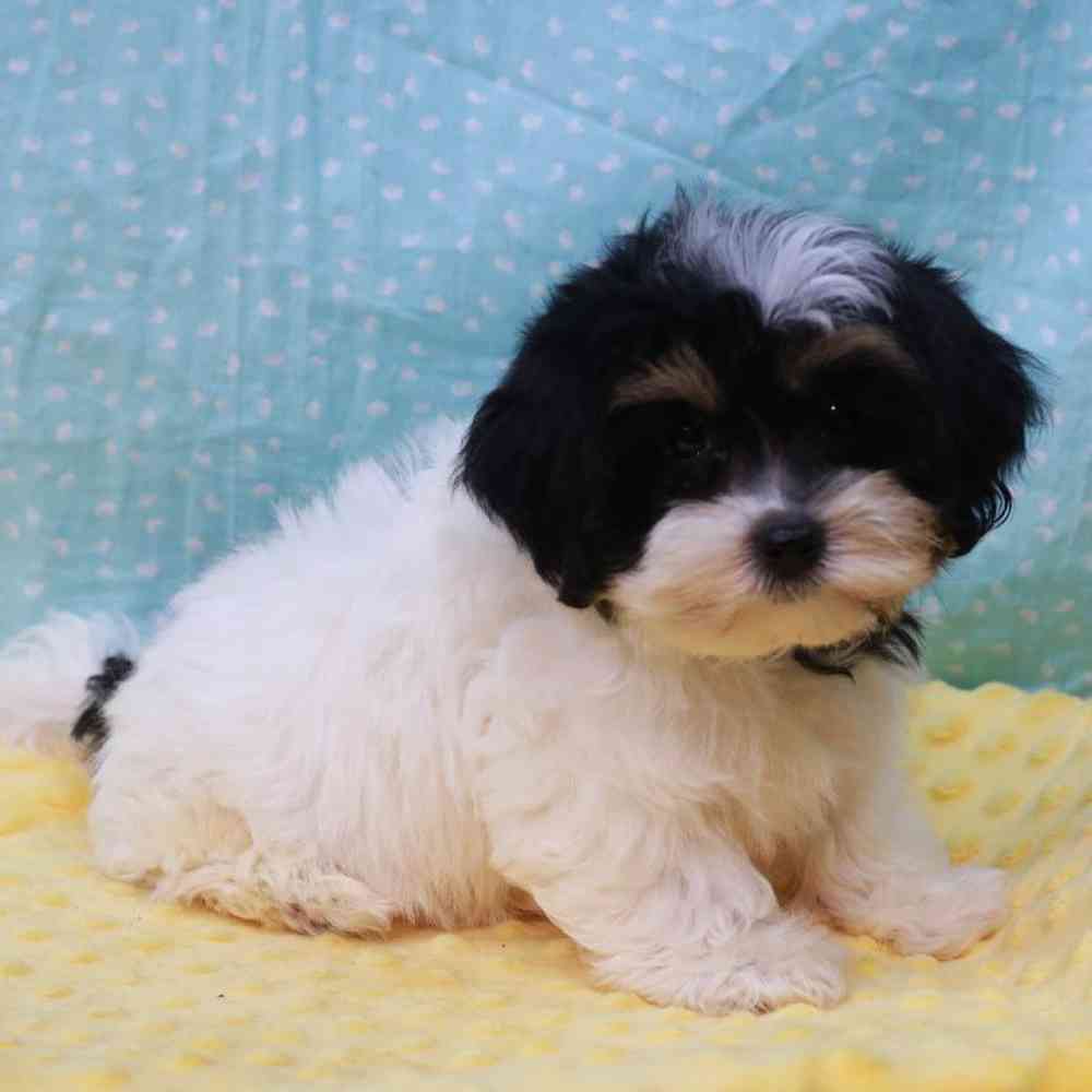 Male Yochon Puppy for sale