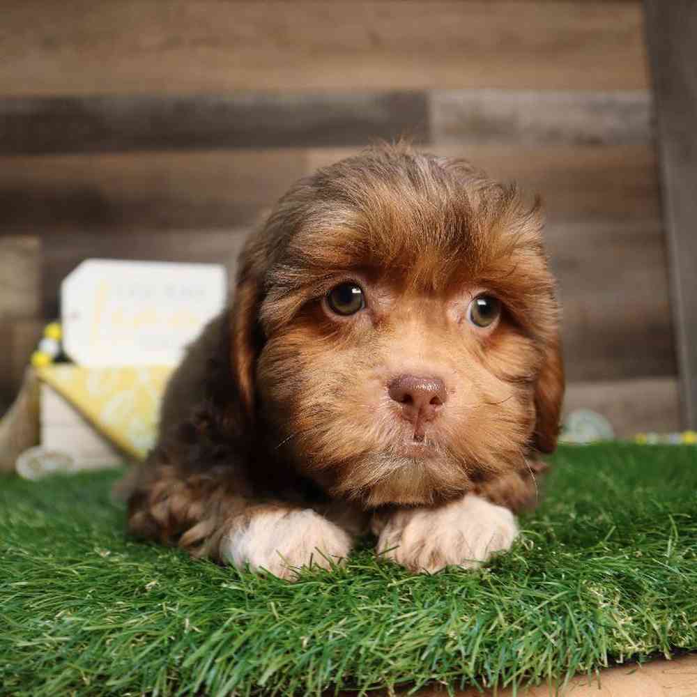 Male Shipoo Puppy for Sale in Blaine, MN