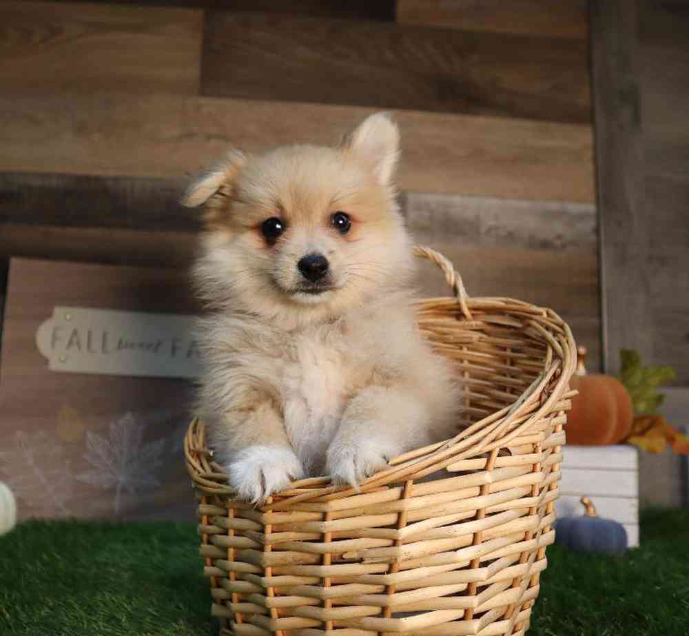 carousel pet images
