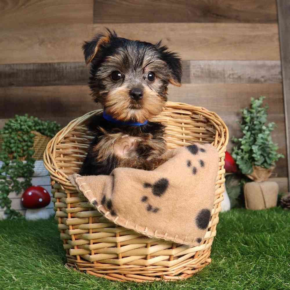 Image of a pet breed in the gallery