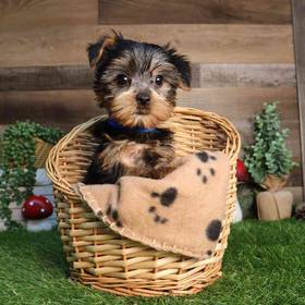 Yorkshire Terrier