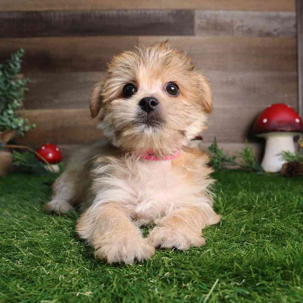 Female Yochon Puppy for Sale in Blaine, MN