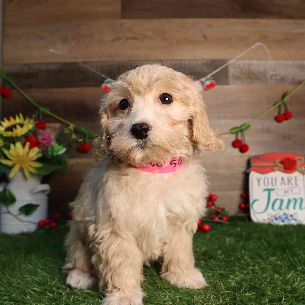 carousel pet images