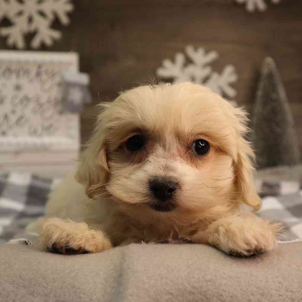 Male Maltipoo Puppy for Sale in Blaine, MN
