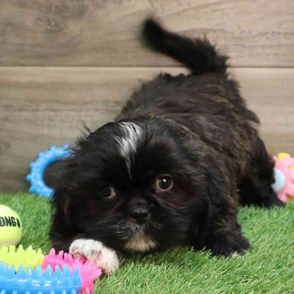 Female Shih Tzu Puppy for sale