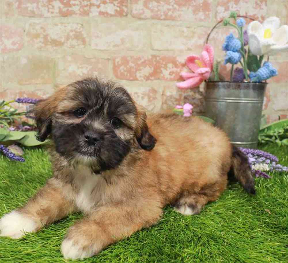 carousel pet images