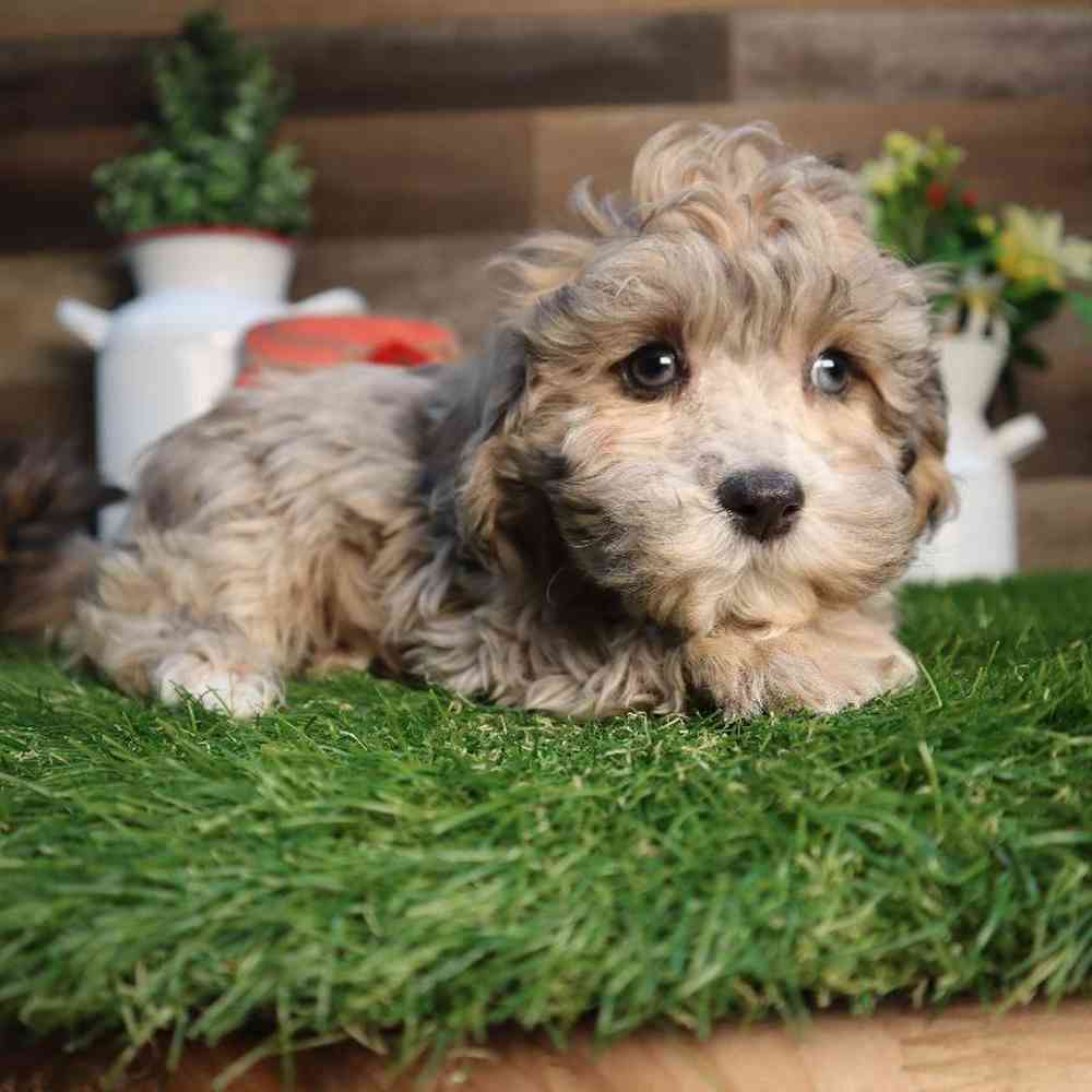 carousel pet images